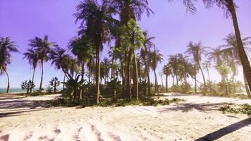 een tropisch paradijs strand met palm bomen en kristal Doorzichtig oceaan wateren video