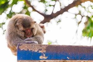 Monkey sleeping on the fence photo