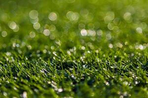 Bokeh green grass nature photo