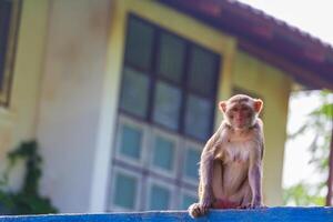 Monkey on fence photo