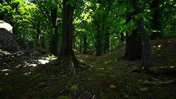 een dicht Woud met overvloedig gebladerte en torenhoog bomen video