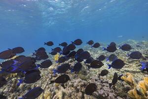 Marine life with fish, coral, and sponge in the Caribbean Sea photo