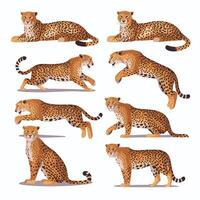 Cheetah illustration of cartoon cheetah in various actions, sitting, standing, walking, running. Isolated on white background vector