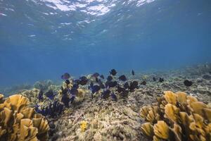 Marine life with fish, coral, and sponge in the Caribbean Sea photo