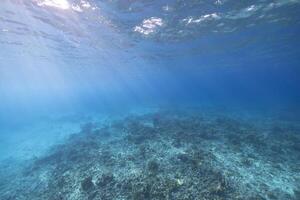 Marine life with fish, coral, and sponge in the Caribbean Sea photo