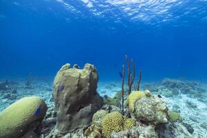 marina vida con pez, coral, y esponja en el caribe mar foto