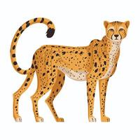 Cheetah illustration of cartoon cheetah in various actions, sitting, standing, walking, running. Isolated on white background vector