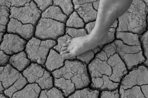 Naked human barefeet on dry soil with growing tree photo