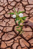 Small flower plant growing in dry soil with hand photo