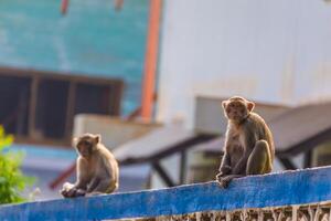 Monkey on fence photo