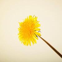 Yellow dandelion with water drops in studio photo