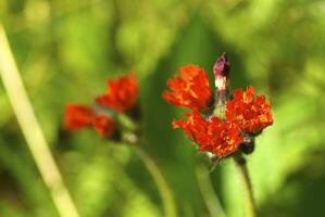 Wild flower in the mountains photo