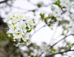 el Cereza árbol es en floración foto