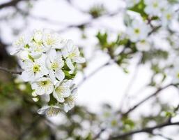 The cherry tree is in bloom photo