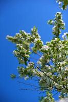 branches of a flowering apple tree photo