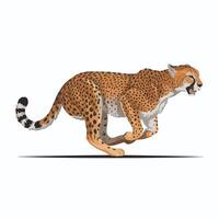 Cheetah illustration of cartoon cheetah in various actions, sitting, standing, walking, running. Isolated on white background vector