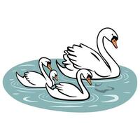 swans illustration isolated on white background vector