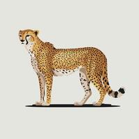 Cheetah illustration of cartoon cheetah in various actions, sitting, standing, walking, running. Isolated on white background vector