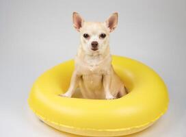 cute brown short hair chihuahua dog sitting in yellow swimming ring, looking at camera, isolated on white background. photo