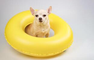 cute brown short hair chihuahua dog sitting in yellow swimming ring, looking at camera, isolated on white background. photo