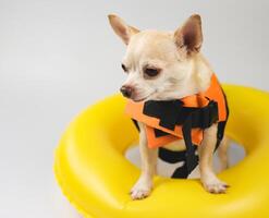 linda marrón corto pelo chihuahua perro vistiendo naranja vida chaqueta o vida chaleco en pie en amarillo nadando anillo, aislado en blanco antecedentes. foto