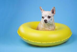 cute brown short hair chihuahua dog sitting in yellow swimming ring, isolated on blue background. photo