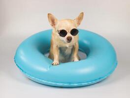 cute brown short hair chihuahua dog wearing sunglasses sitting in blue swimming ring, isolated on white background. photo