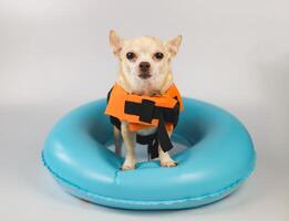 cute brown short hair chihuahua dog wearing orange life jacket or life vest standing in blue swimming ring, isolated on white background. photo