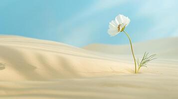 a clean composition depicting a single, vibrantly colored flower blooming amidst a vast expanse desert sand photo