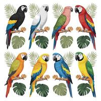 cacatúa loro sentado en desalmuerzo. vistoso exótico pájaro con naranja cresta en dibujos animados estilo ilustración en blanco antecedentes. vector