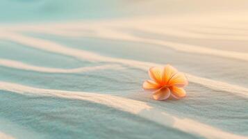 a clean composition depicting a single, vibrantly colored flower blooming amidst a vast expanse desert sand photo