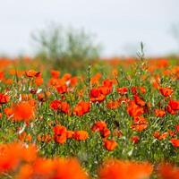 Natural flower background. Amazing view of colorful red poppy flowering. photo