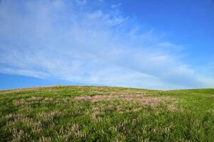 Blossoming spring steppe photo