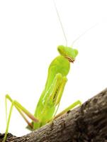 Close-up of a praying green mantis. Studio shot photo