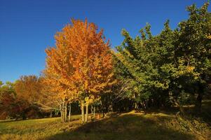 Autumnal trees on the sunset into park photo