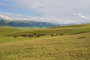 manada de el kazakh caballo, eso es alto en montañas a cerca almaty foto