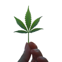 One hand holding cannabis or hemp leaf on a transparent background png