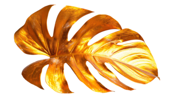 golden Monstera Blatt auf ein transparent Hintergrund png