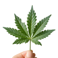 One hand holding cannabis or hemp leaf on a transparent background png