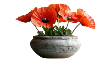 Beautiful poppy flower in a pot on a transparent background png