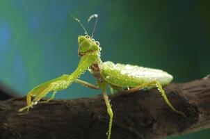 Green mantis in studio photo