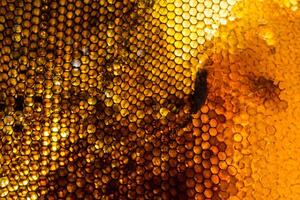 Studio Close-up of Honeycomb photo