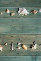 variety of sea shells on a wooden background photo