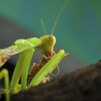 Green mantis in studio photo