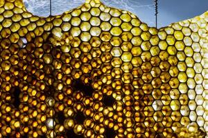 Studio Close-up of Honeycomb photo