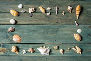 variety of sea shells on a wooden background photo