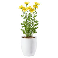 sanvitalia små gul blommor med mörk centrum på efterföljande stjälkar i en vit keramisk pott png