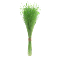 Rye microgreens Secale cereale slender green shoots with a hint of blue artfully bunched Microgreen png