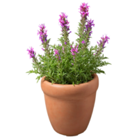 Cuphea small tubular red and purple flowers on compact plants in a terracotta pot Cuphea png
