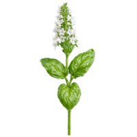 Basil Plant large green leaves and spikes of white flowers Ocimum basilicum Final image should png